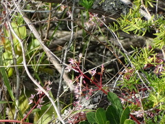 Crassula multicava multicava