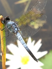 Brachydiplax sobrina