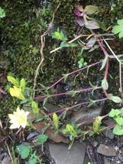 Gentiana scabrida