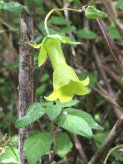 Codonopsis kawakamii