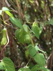 Codonopsis kawakamii