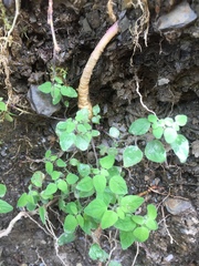 Codonopsis kawakamii