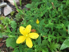 Hypericum nagasawae
