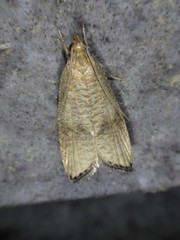 Psilocorsis cryptolechiella