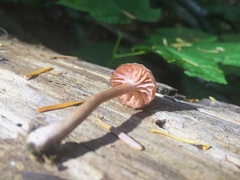 Pseudolaccaria pachyphylla