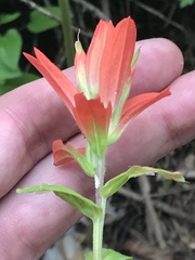 Castilleja tenuiflora