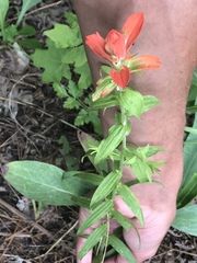 Castilleja tenuiflora