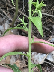 Castilleja tenuiflora