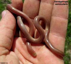 Xerotyphlops vermicularis