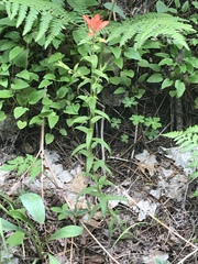 Castilleja tenuiflora