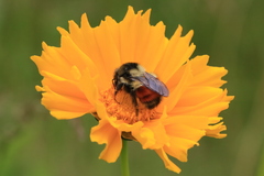 Coreopsis grandiflora