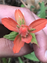 Castilleja tenuiflora