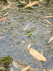 Euphlyctis hexadactyla