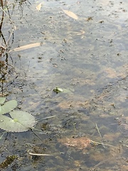 Euphlyctis hexadactyla