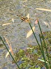 Rhyothemis variegata