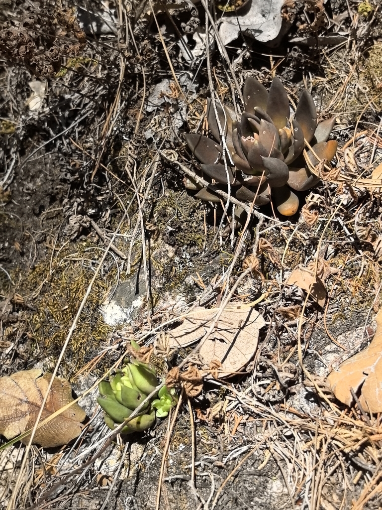 Foto de Echeveria-preta