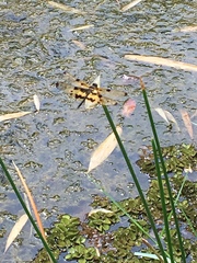 Rhyothemis variegata