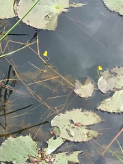 Utricularia aurea