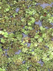 Salvinia molesta