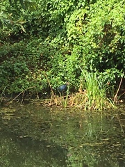 Porphyrio poliocephalus