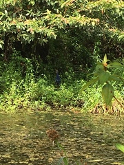 Porphyrio poliocephalus