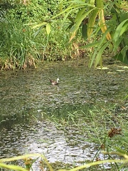 Hydrophasianus chirurgus