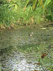 Hydrophasianus chirurgus