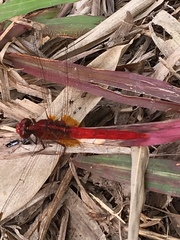 Rhodothemis rufa
