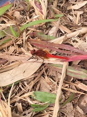 Rhodothemis rufa