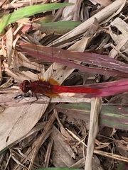 Rhodothemis rufa