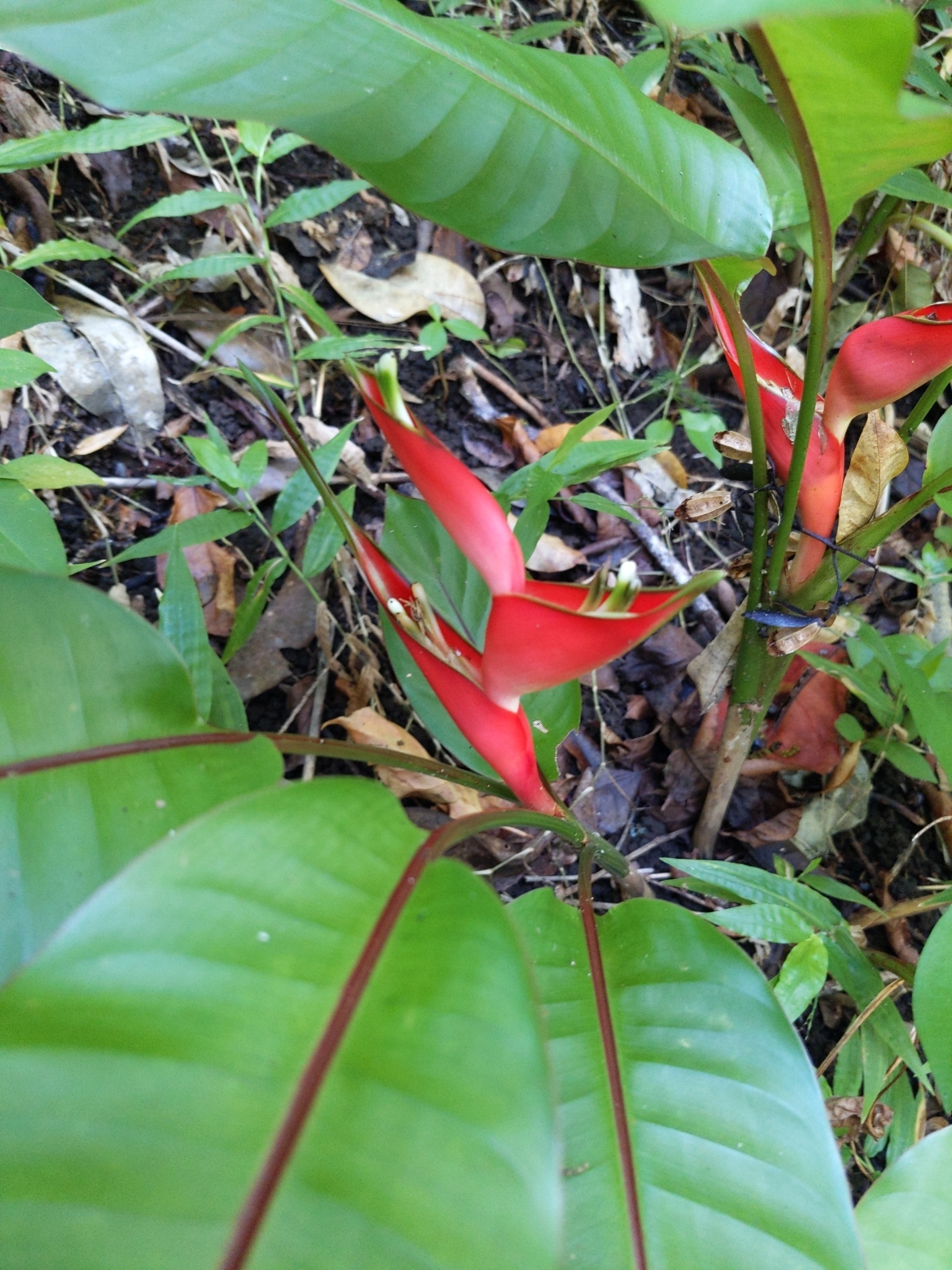Imagem de Bananeira-de-jardim