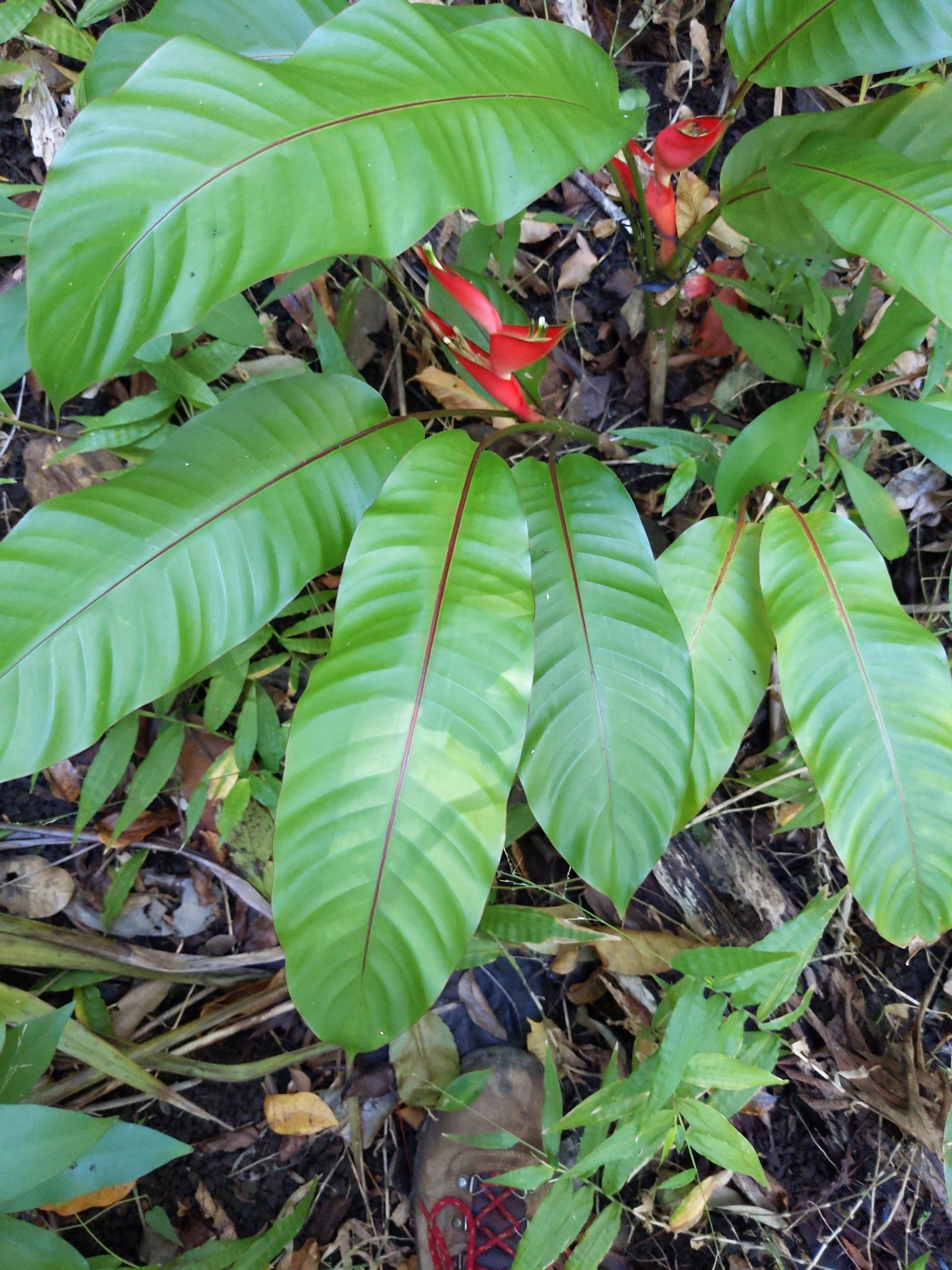 Imagem de Bananeira-de-jardim