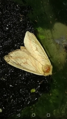 Hepialus humuli