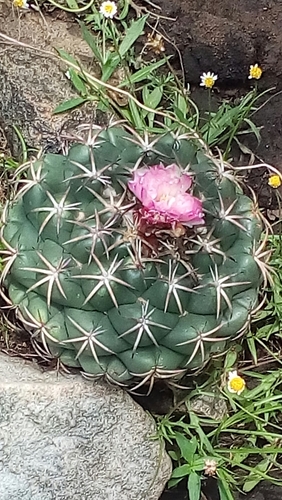 Coryphantha elephantidens