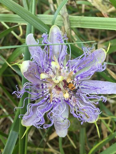 Passiflora incarnata
