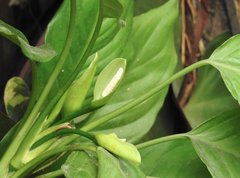 Aglaonema modestum