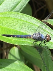 Brachydiplax sobrina
