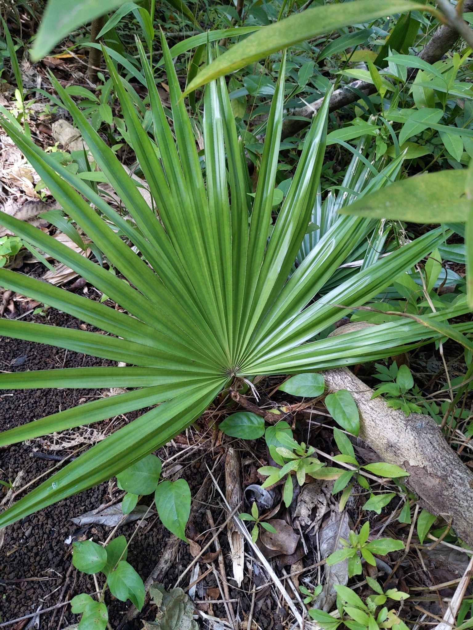Imagem de Palmeira Leque da China
