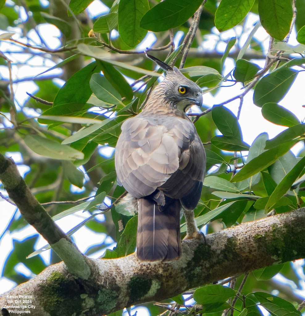 Pinsker's Hawk-Eagle (Nisaetus pinskeri) photo