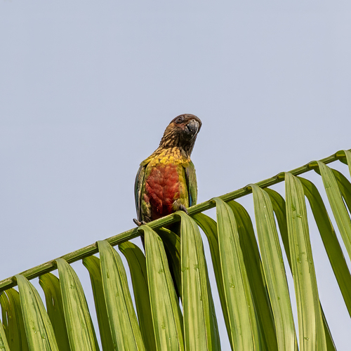 Santarem Parakeet (Pyrrhura amazonum), photo 7