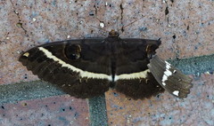 Erebus terminitincta