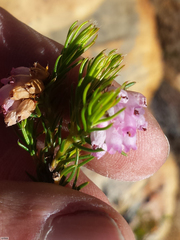 Erica subulata