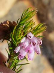 Erica subulata