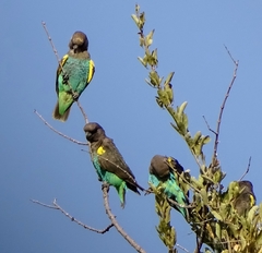 Poicephalus meyeri transvaalensis
