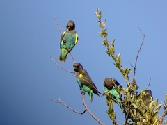 Poicephalus meyeri transvaalensis