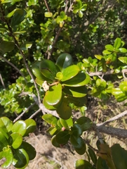 Rondeletia buxifolia, photograph author not stated, no rights reserved