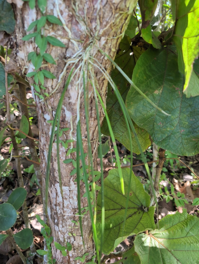 Brassavola cucullata