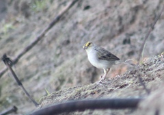 Ammodramus aurifrons