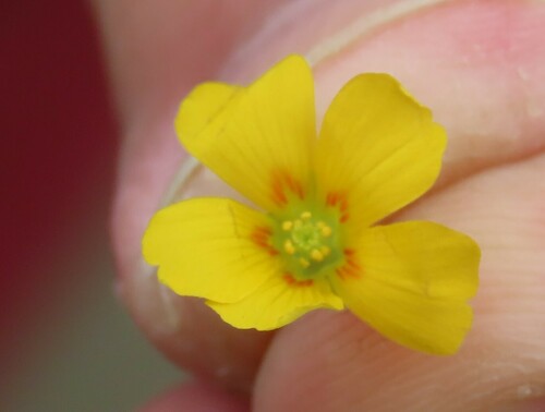 Texas Woodsorrel (Oxalis texana)