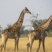 South African Giraffe - Photo (c) Gail Stovall, some rights reserved (CC BY-NC)